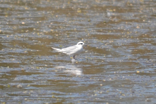 Foto Gaviotín Lagunero