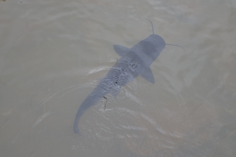 Foto Surubí del Iguazú