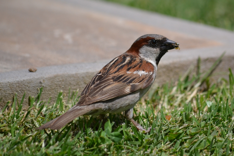 Foto Gorrión Común