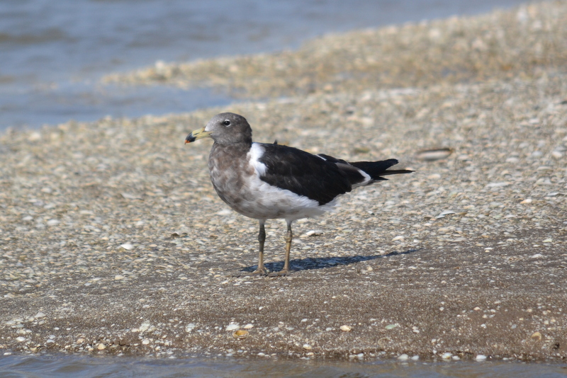 Foto Gaviota Cangrejera