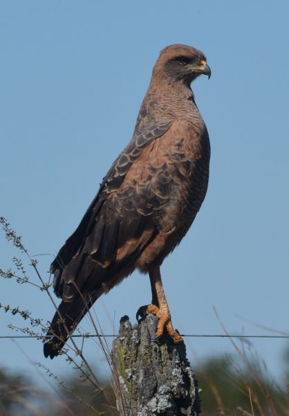 Photo Aguilucho Colorado