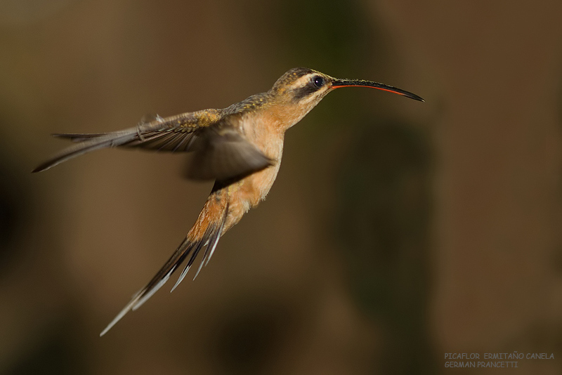 Ermitaño Canela (Phaethornis pretrei)