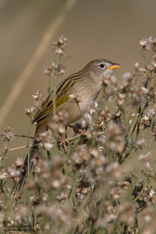 Coludo Grande (Emberizoides herbicola)