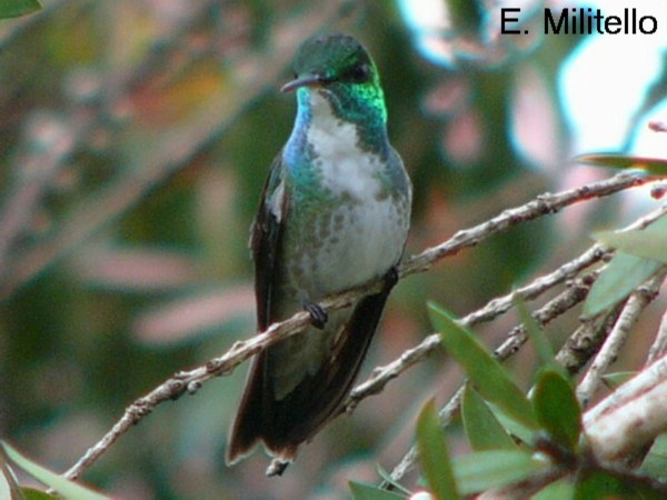 Foto Picaflor Esmeralda