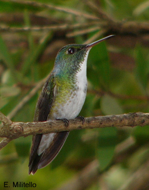 Foto Picaflor Esmeralda