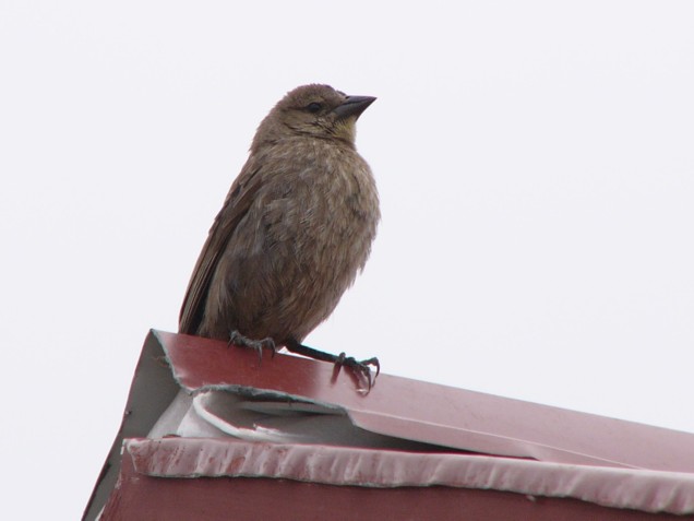 Foto Tordo Renegrido
