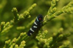  (Balacha melanocephala)