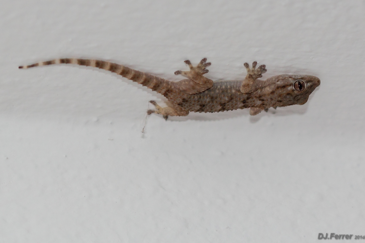 Foto Salamanquesa Común