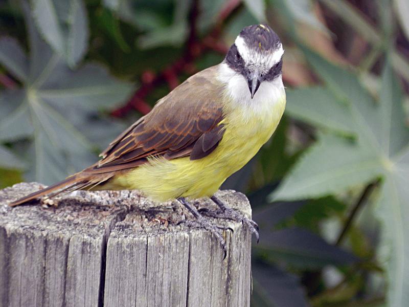 Foto Benteveo Común