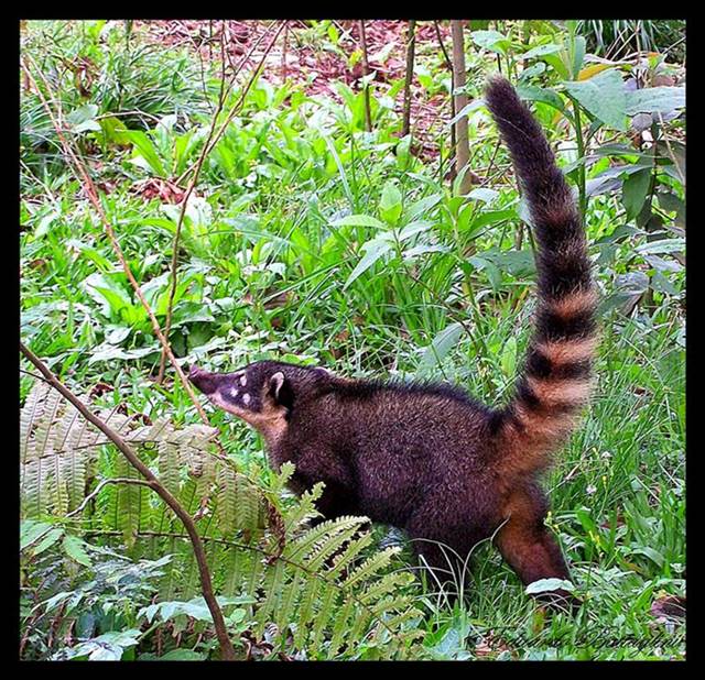 Foto Coatí