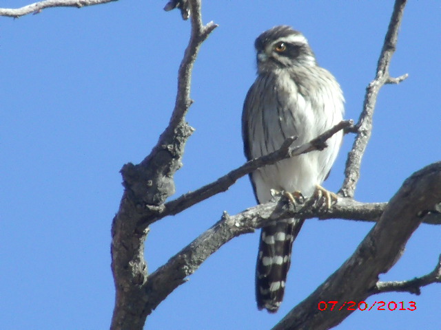 Foto Halconcito Gris