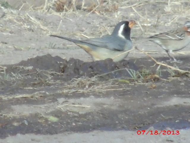 Foto Pepitero de Collar