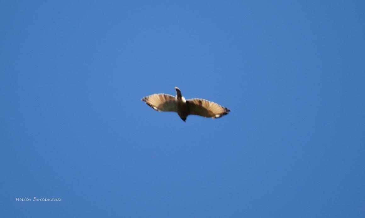Foto Taguató Común