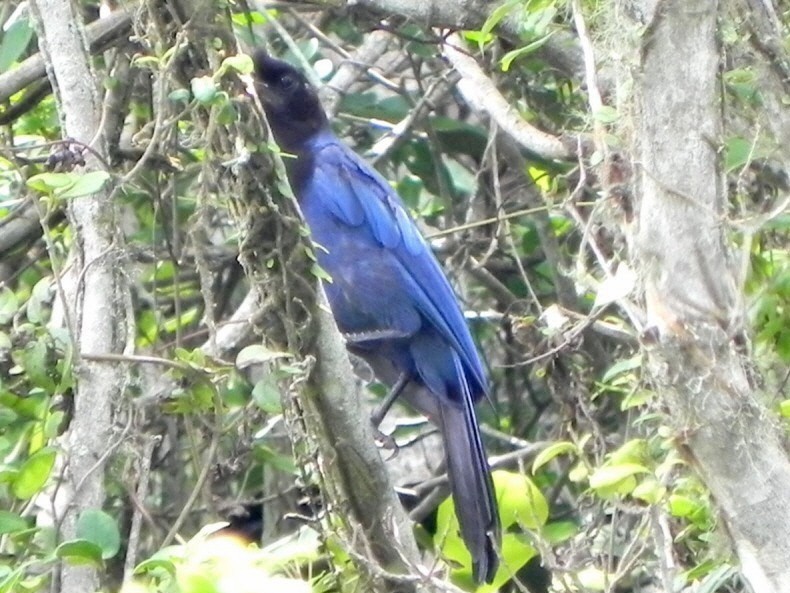 Foto Urraca Azul
