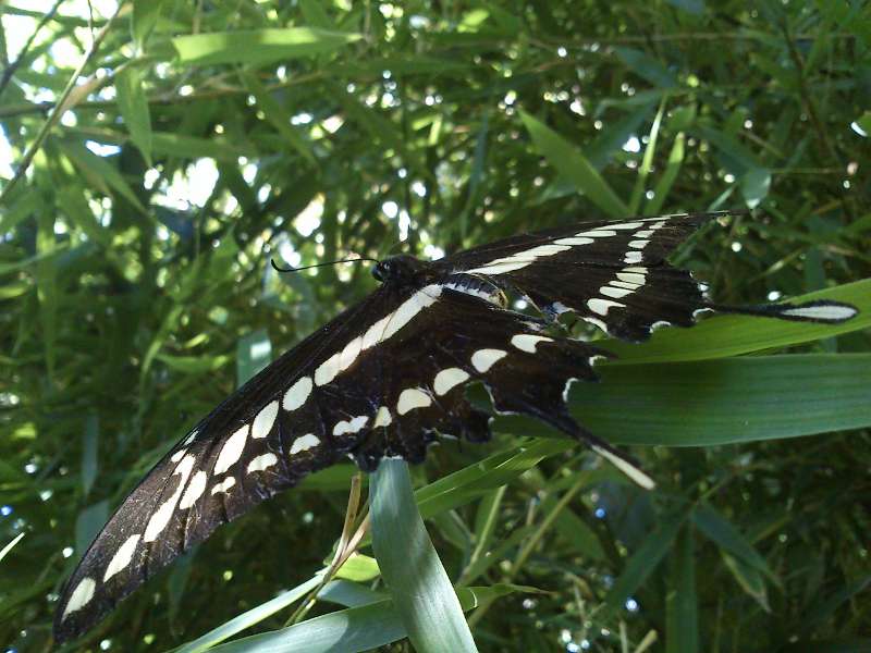 Foto Limonera Grande