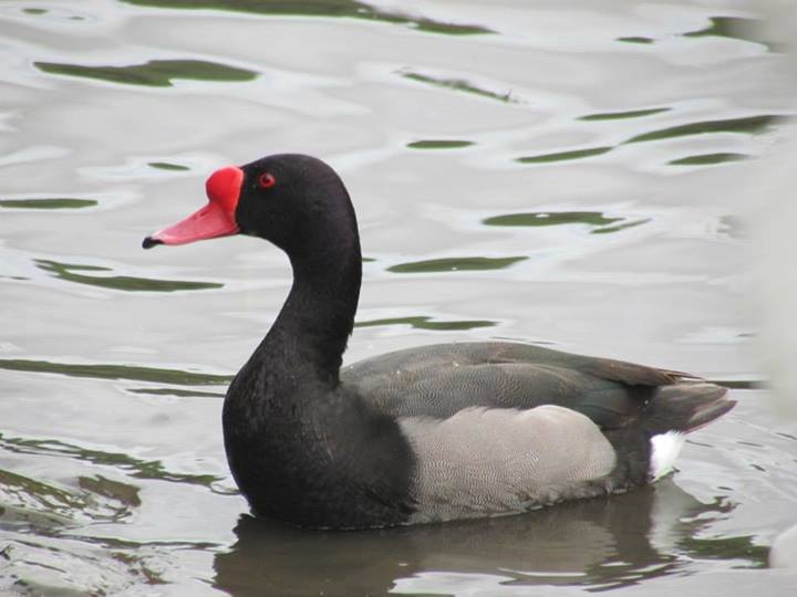 Foto Pato Picazo