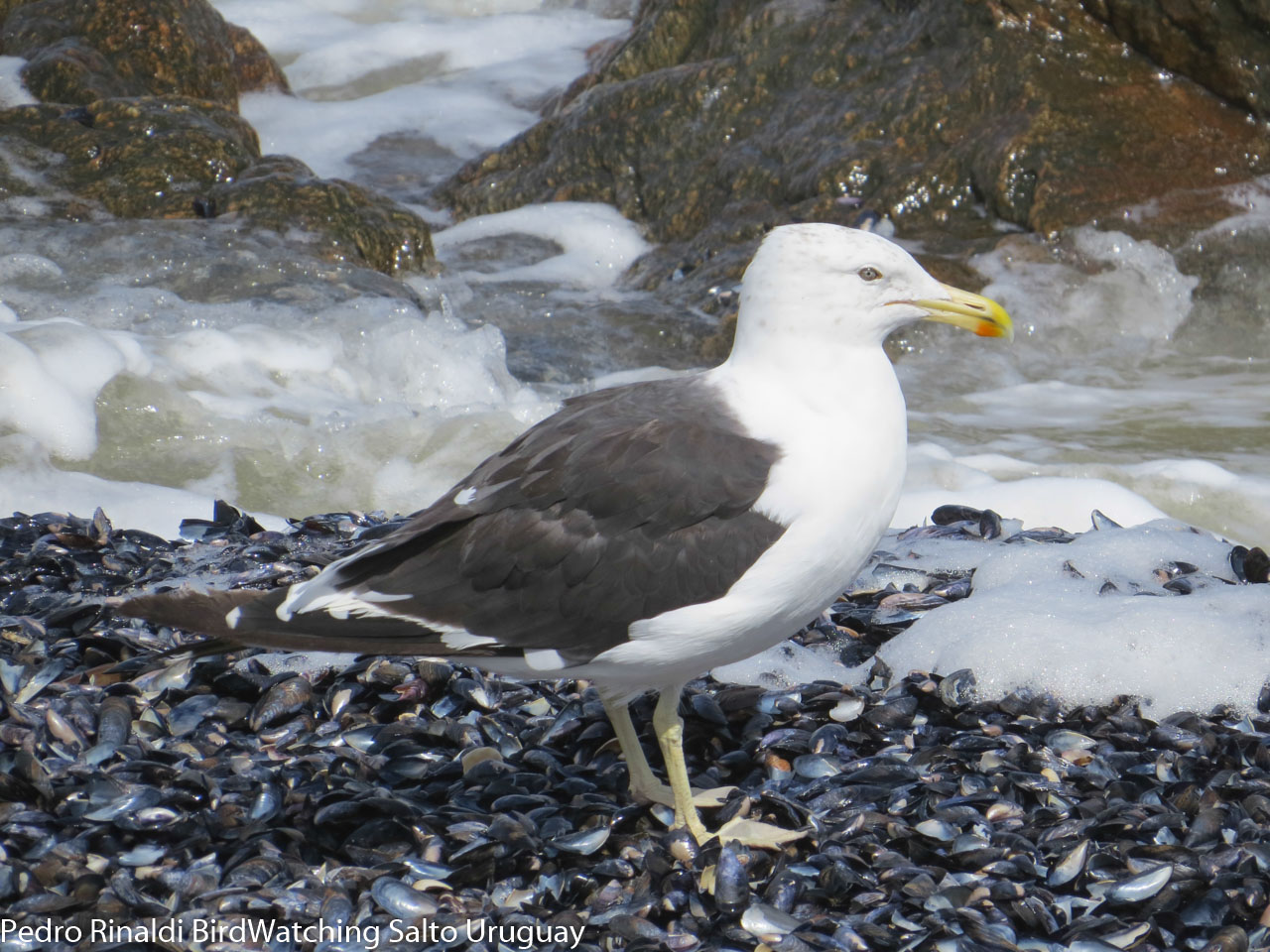 Foto Gaviota Cocinera