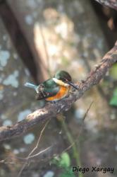 Foto Martín Pescador Enano