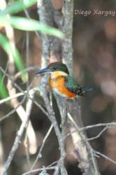 Foto Martín Pescador Enano