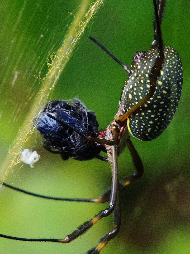 Foto Araña Tejedora Dorada
