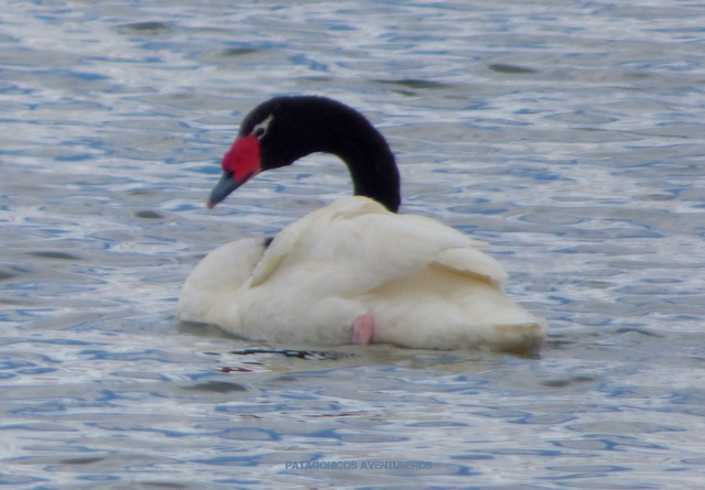 Foto Cisne Cuello Negro