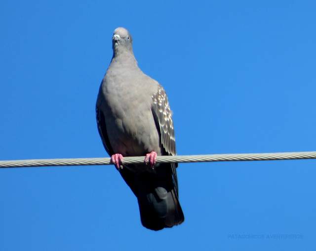 Foto Paloma Manchada