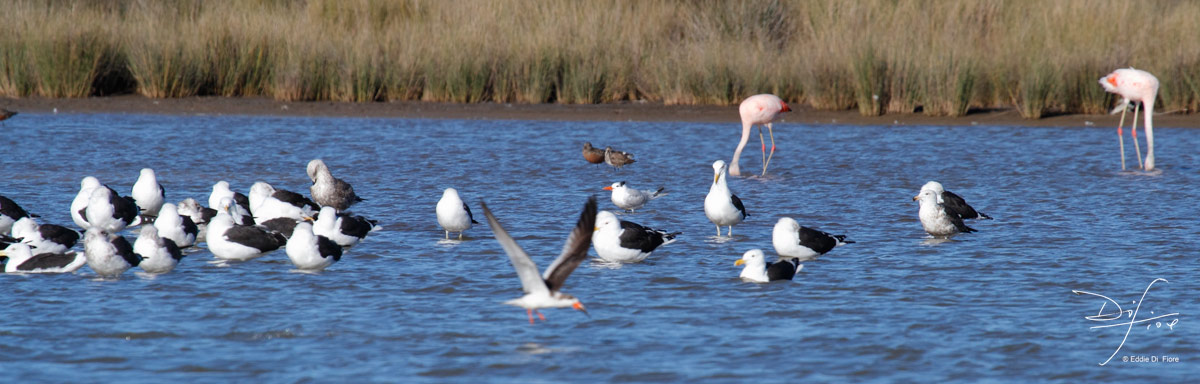 Photo Gaviotín Real