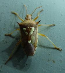Rice Paddy Bug (Oebalus ypsilongriseus)