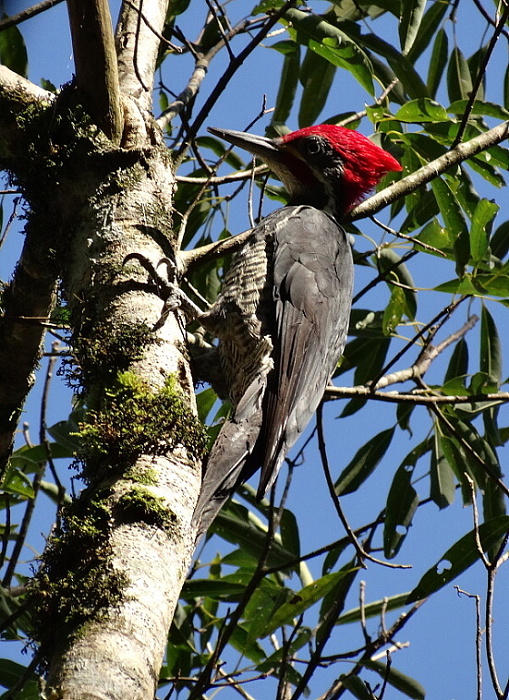Foto Carpintero Garganta Estriada