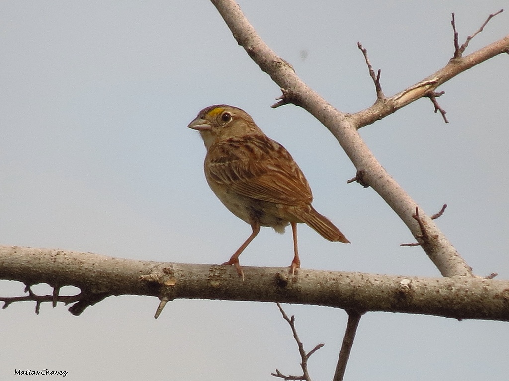 Foto Cachilo Ceja Amarilla