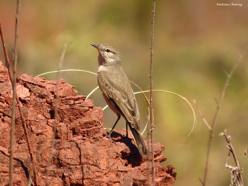 Photo Dormilona Chica