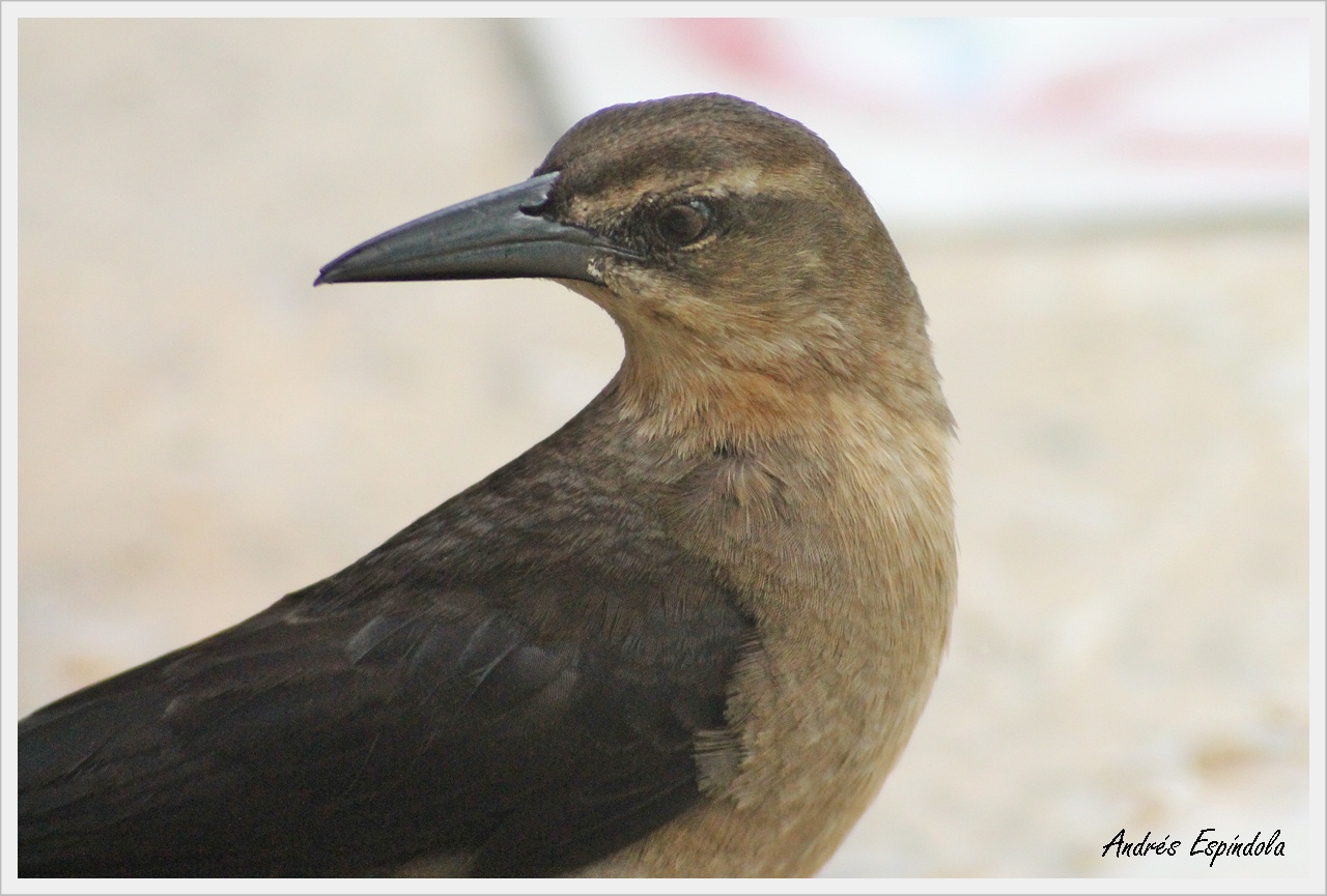 Foto Zanate Mexicano