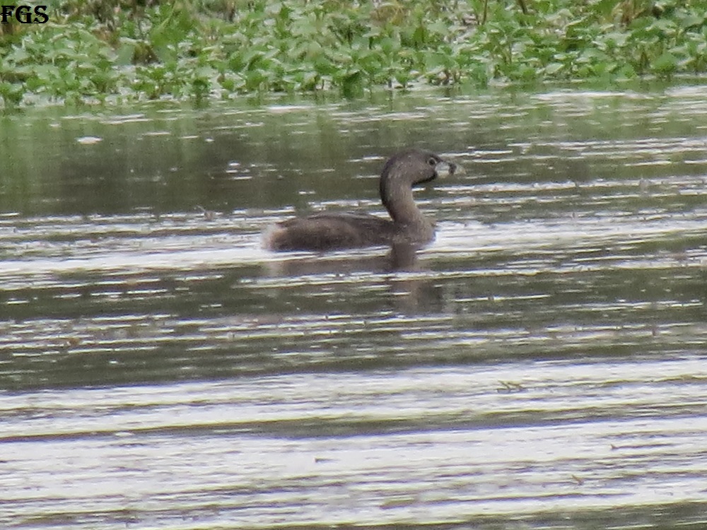 Foto Macá Pico Grueso
