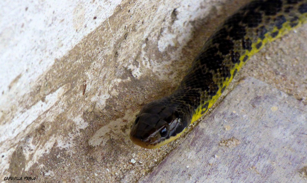 Yellow bellied Snake (Erythrolamprus poecilogyrus)