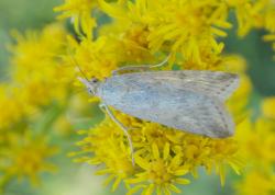  (Diatraea saccharalis)