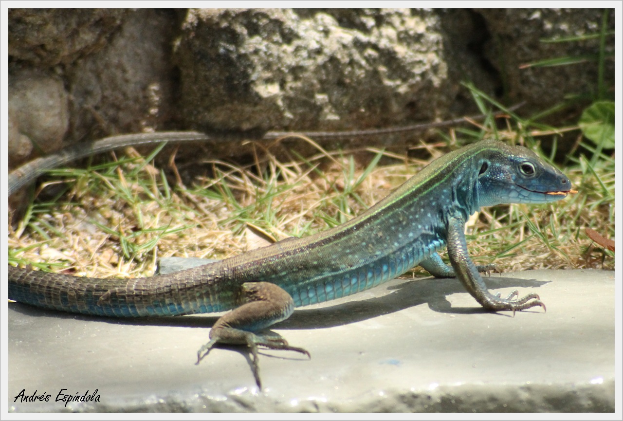 Foto Lagartija Azul