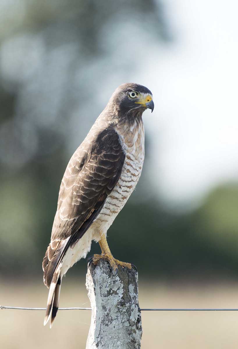 Foto Taguató Común