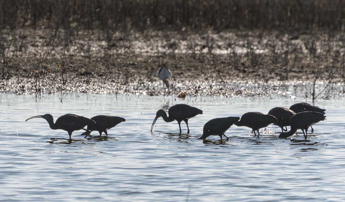 Photo Cuervillo de Cañada