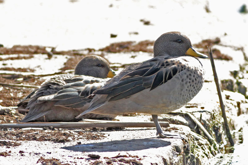Foto Pato Barcino