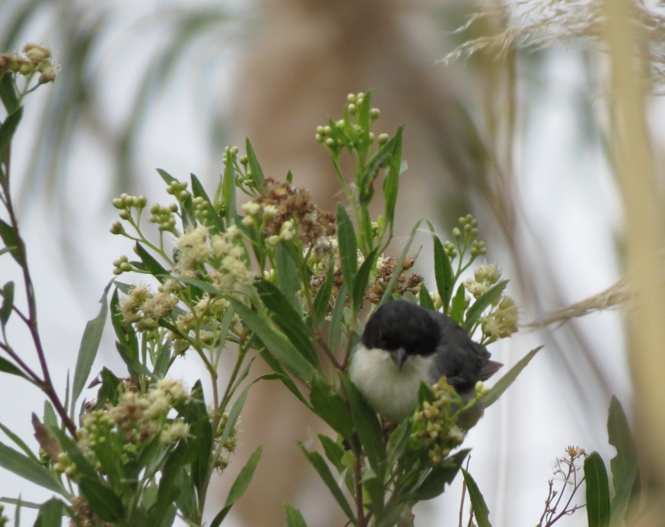 Foto Monterita Cabeza Negra