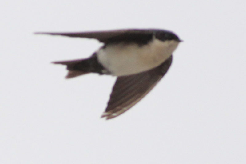 Foto Golondrina Barranquera