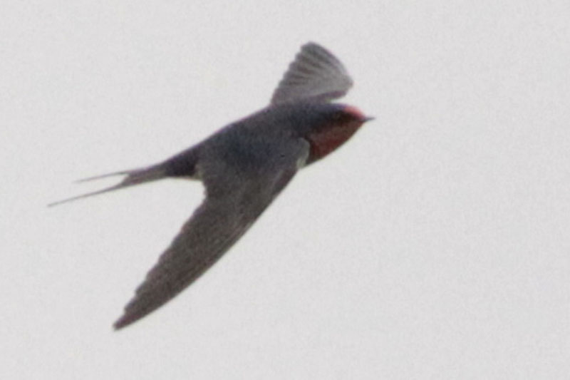 Foto Golondrina Tijerita