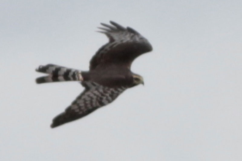 Foto Gavilán Planeador