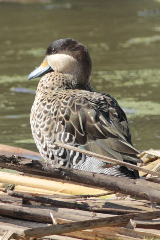 Foto Pato Capuchino