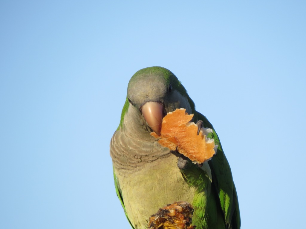 Foto Cotorra