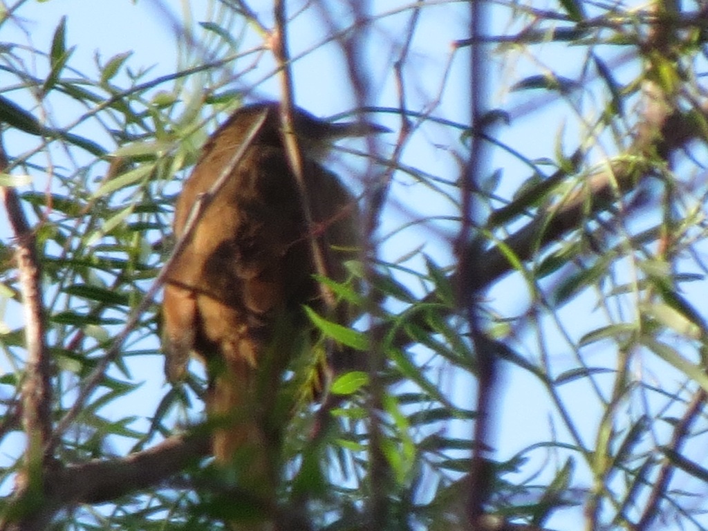 Foto Bandurrita Chaqueña