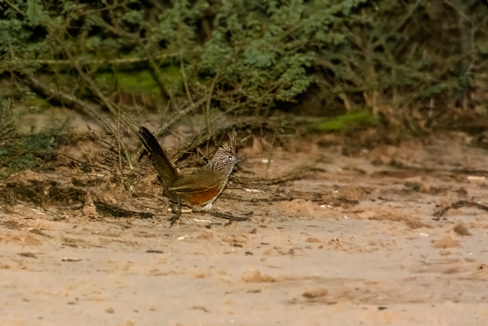 Foto Gallito Copetón