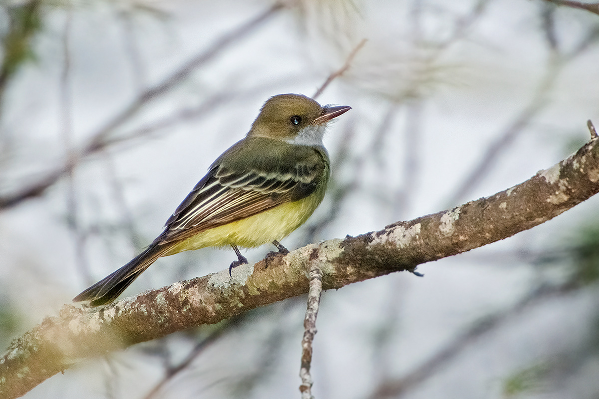 Foto Burlisto Pico Canela