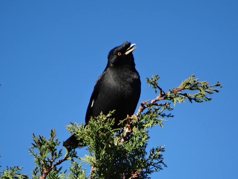 Foto Estornino Crestado