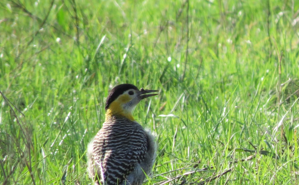 Foto Carpintero Campestre
